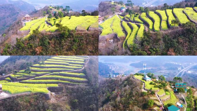 温岭市藤岭头，梯田油菜花，航拍