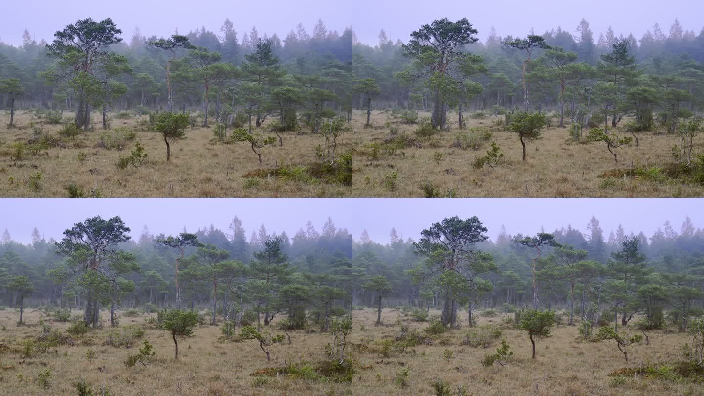 有小松树的天然沼泽景观。沼泽里雾蒙蒙的早晨。高品质4k画面