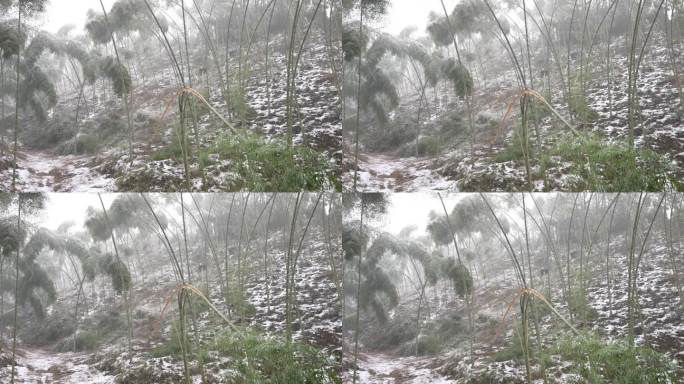 寒潮冷空气冰冻雨雪冻雨天气毛竹竹林竹海