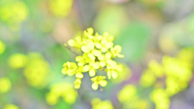 红菜苔，种植，开花，花蕾，菜心，新鲜菜苔