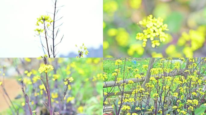 红菜苔，种植，开花，花蕾，菜心，新鲜菜苔