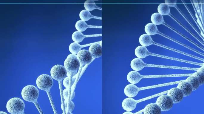 三维动画的计算机分析人体细胞和DNA螺旋三维模型