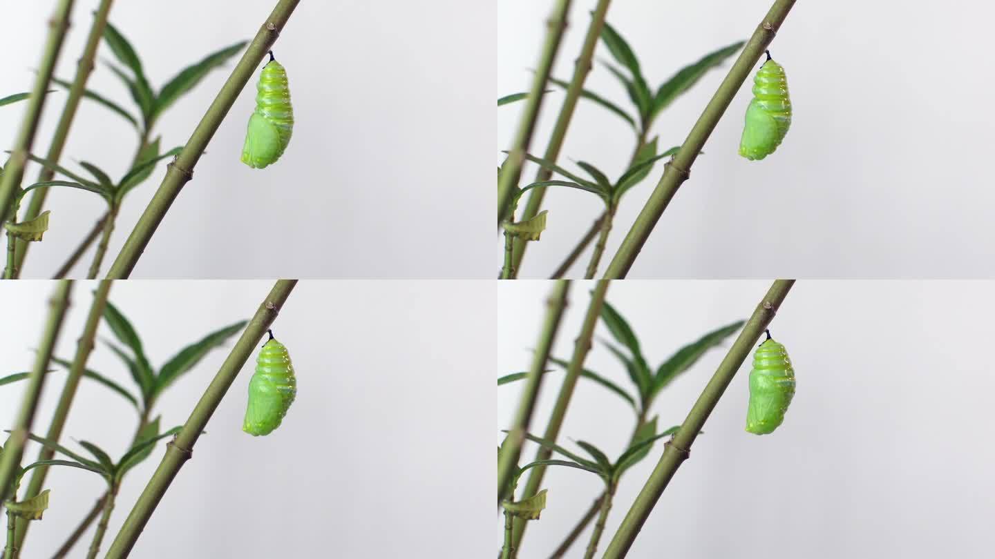 4K视频，帝王蝶毛虫化蛹过程加速20倍。在这张延时拍摄的照片中，一只帝王蝶正在经历蜕变。黑脉金斑蝶毛