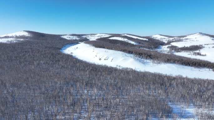 山林树木白桦林雪野