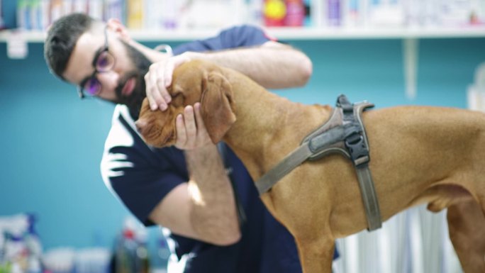 兽医正在检查一只狗。