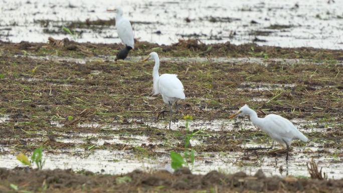 稻田收割后，白鹭和八哥在泥土地上觅食掉落的庄稼，手持移动特写镜头。