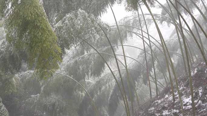 浙江山区毛竹山竹林寒潮冷空气冰冻雨雪冻雨