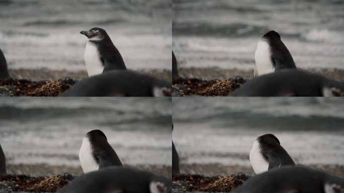 麦哲伦企鹅站在沙滩上，背景是波浪状的海洋，在阿根廷火地岛的马提略岛。-特写镜头