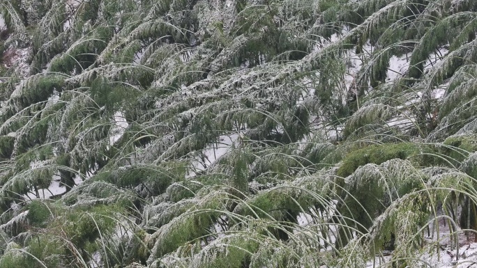 寒潮冷空气冰冻倒春寒竹山竹林竹海冻雨雾凇