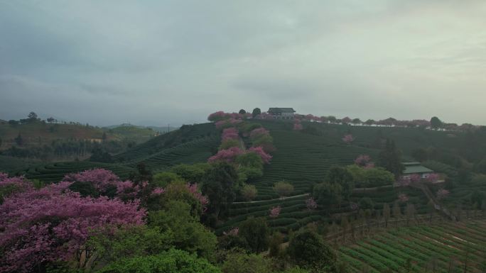 台品樱花茶园