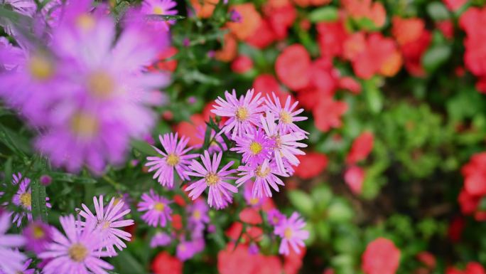园博园4K超清春天唯美花海 紫色自然花卉