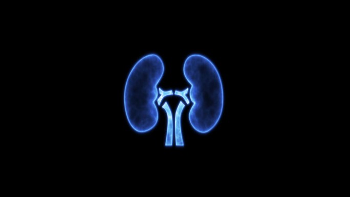 肺和肾图示。4K视频图形肾动画。霓虹灯人体肾脏图标动画。蓝色人类肾脏图标孤立在黑色背景。