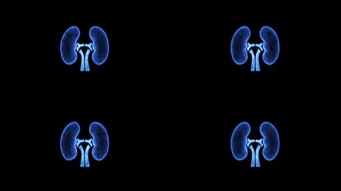 肺和肾图示。4K视频图形肾动画。霓虹灯人体肾脏图标动画。蓝色人类肾脏图标孤立在黑色背景。
