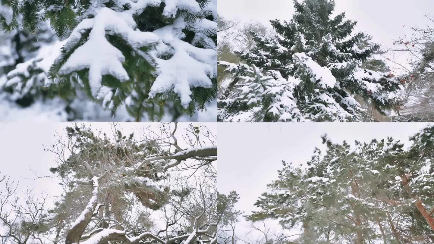 4K树挂雪