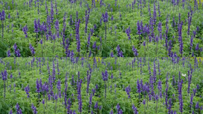 鼠尾草(Salvia officinalis)，俗称鼠尾草或鼠尾草，是一种多年生、常绿的亚灌木，茎部