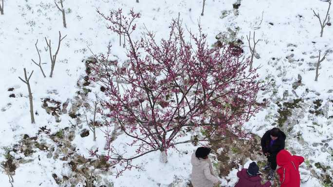 梅花红梅雪地里的梅花人在梅花树下拍照