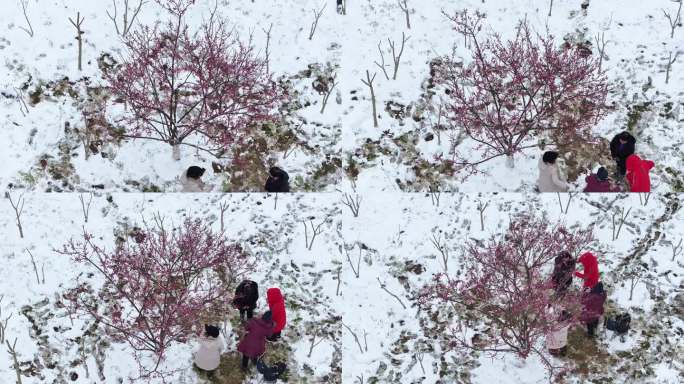 梅花红梅雪地里的梅花人在梅花树下拍照