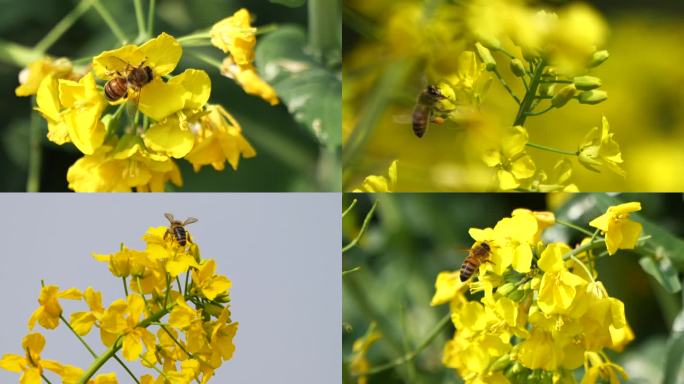农业油菜花-高铁-蜜蜂采蜜(合集2)