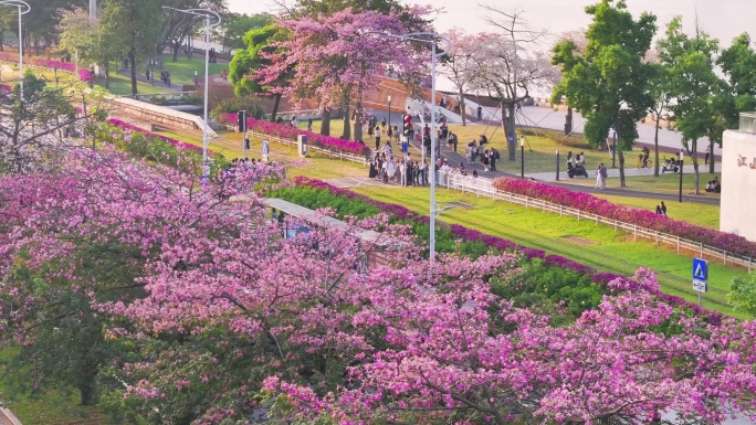 广州异木棉花