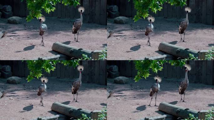 醒目的灰丹顶鹤在保护区的围栏