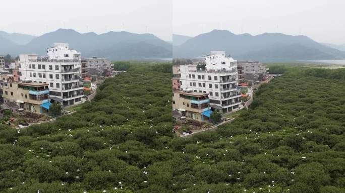 惠东黄埠盐洲岛湿地公园