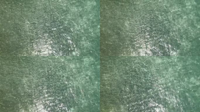 航拍俯视图鱼群骨鱼水下水晶浅水，加勒比海