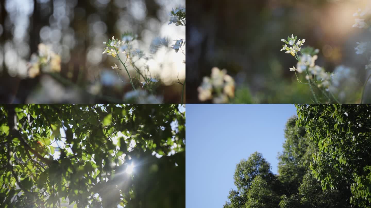 植物光晕阳光透过树叶蓝天唯美花朵树梢治愈
