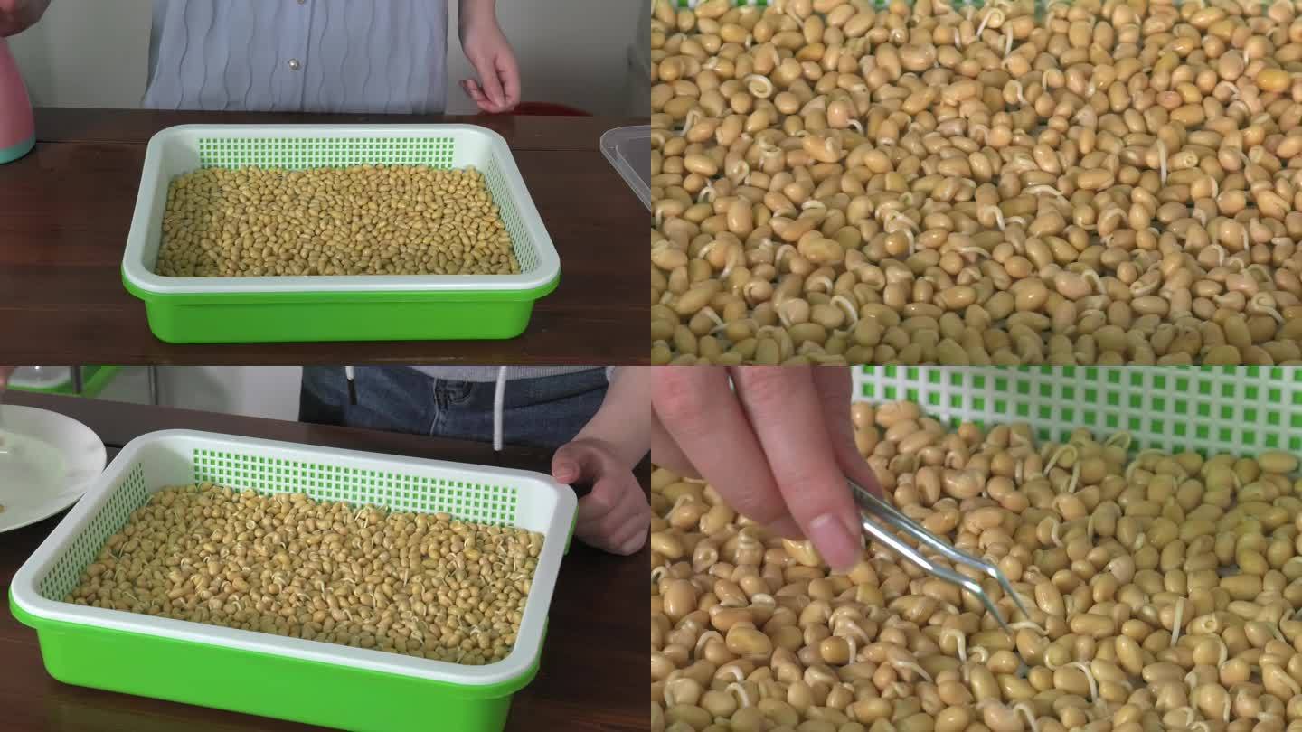 黄豆 自制黄豆芽 种子 发芽 喷水