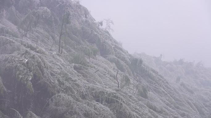 寒潮冷空气冰冻倒春寒竹山竹林竹海冻雨雾凇