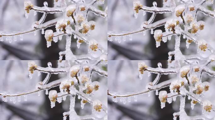 春天倒春寒寒潮冷空气冻雨赤树开花冰冻实拍