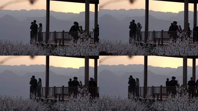 夕阳下樱桃花盛开游客赏景