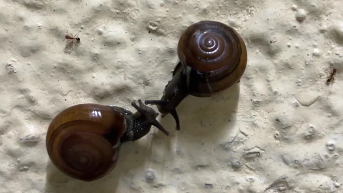 可爱的蜗牛分享一个吻-情人节