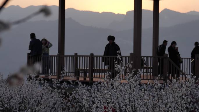 夕阳下樱桃花盛开游客赏景
