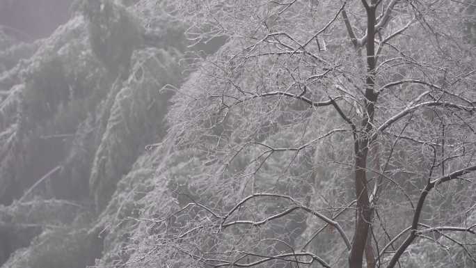 冬天寒潮冷空气山区树木树枝冰凌雾凇冻雨竹