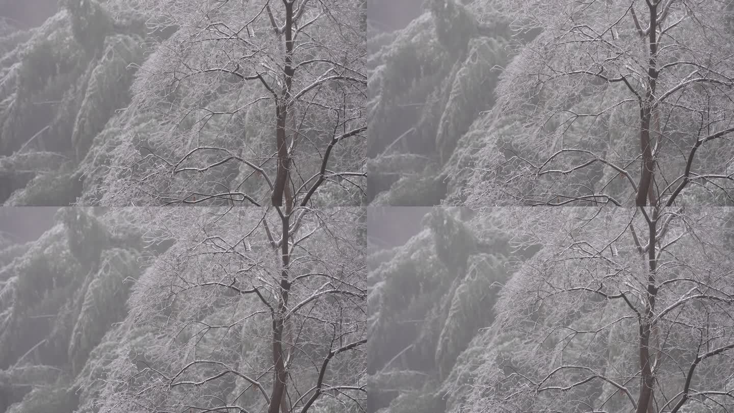 冬天寒潮冷空气山区树木树枝冰凌雾凇冻雨竹