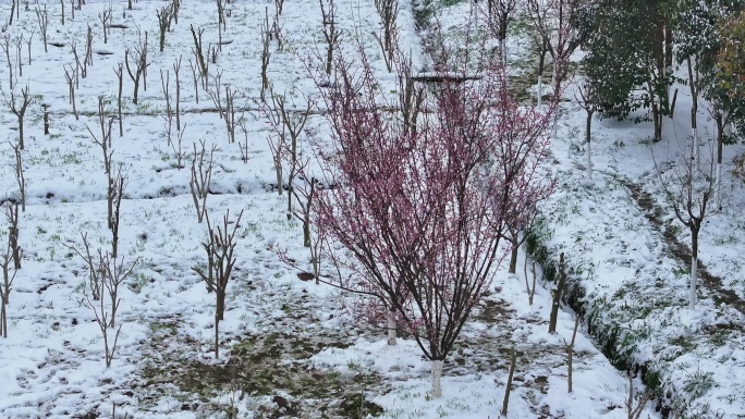 梅花雪中梅红梅