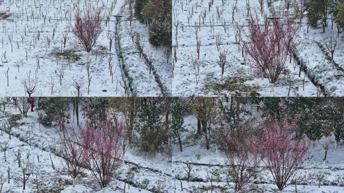 梅花雪中梅红梅