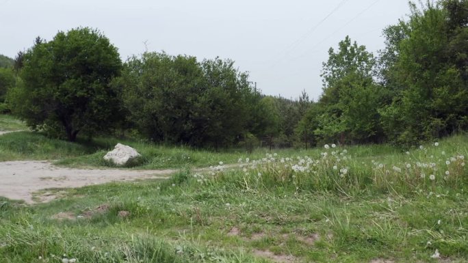 这张照片拍摄于保加利亚察里奇纳洞村，画面从右到左是草地和林地，昆虫在镜头前飞来飞去，跳来跳去。