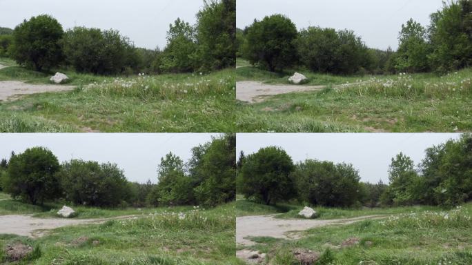 这张照片拍摄于保加利亚察里奇纳洞村，画面从右到左是草地和林地，昆虫在镜头前飞来飞去，跳来跳去。