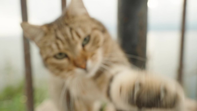 穿过栅栏的条纹猫试图用爪子抓住相机。以大海为背景的特写。