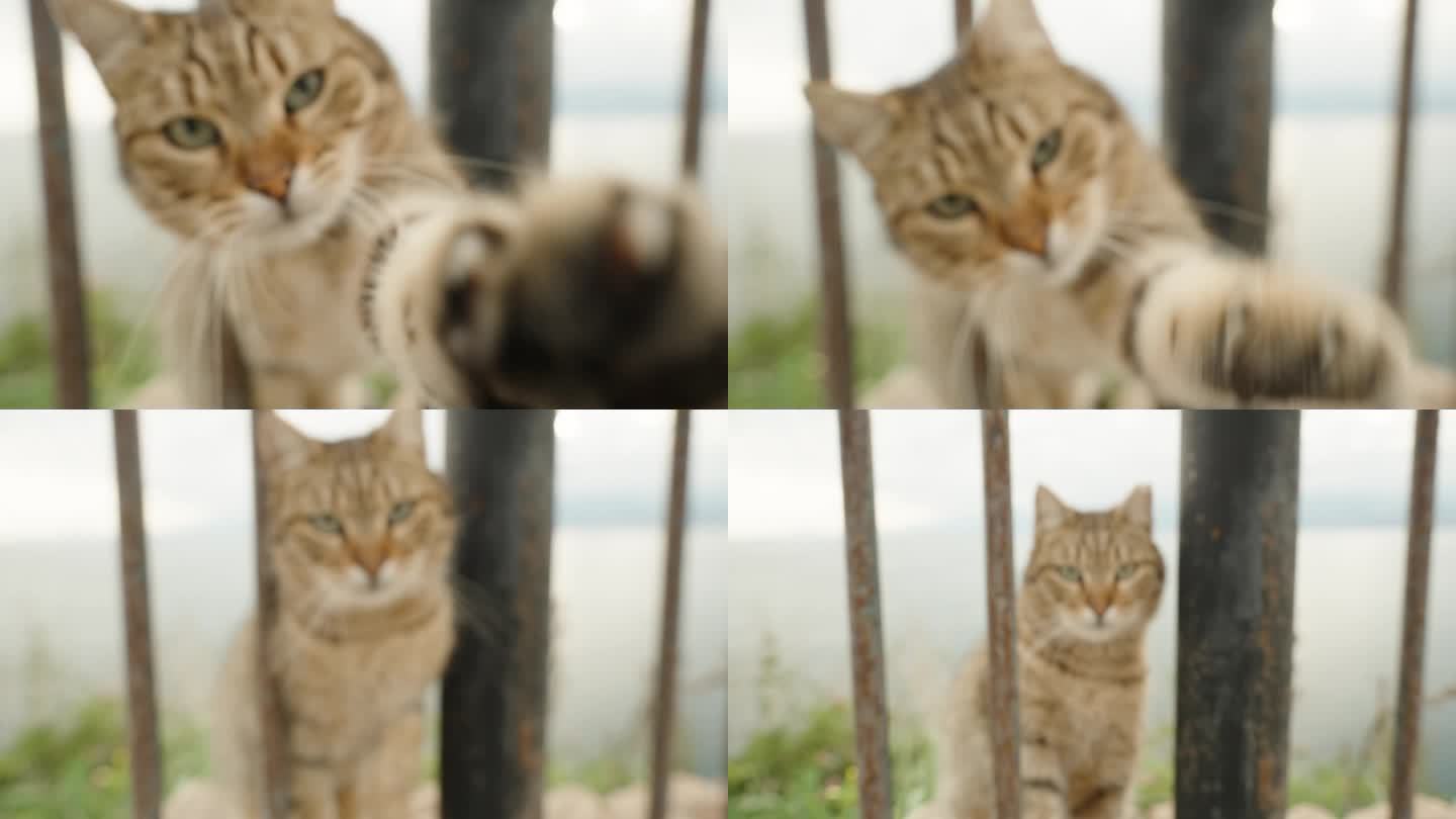 穿过栅栏的条纹猫试图用爪子抓住相机。以大海为背景的特写。