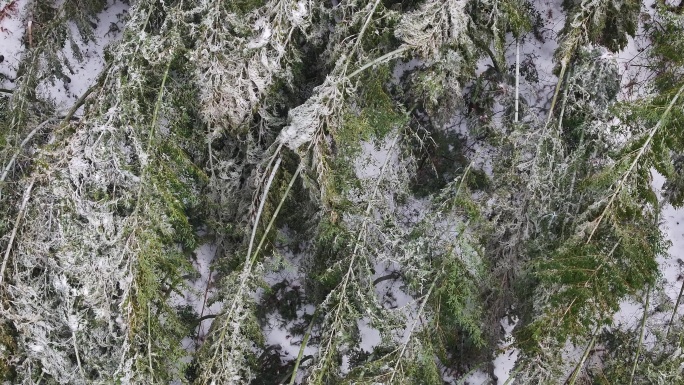 寒潮冷空气冰冻倒春寒竹山竹林竹海冻雨雾凇