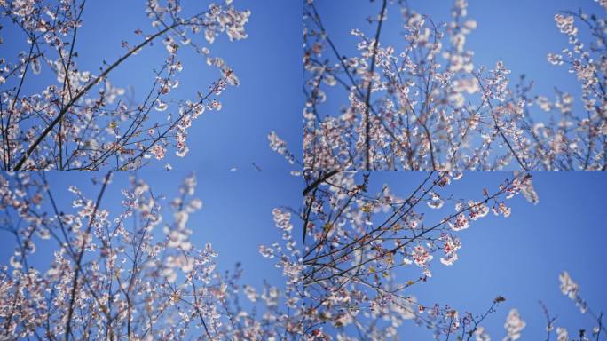 樱花绽放枝头粉色花唯美氛围春季蓝天