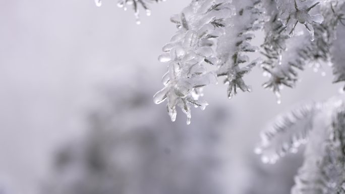 寒潮冷空气零下冰冻冻雨树枝树叶冰凌香榧树