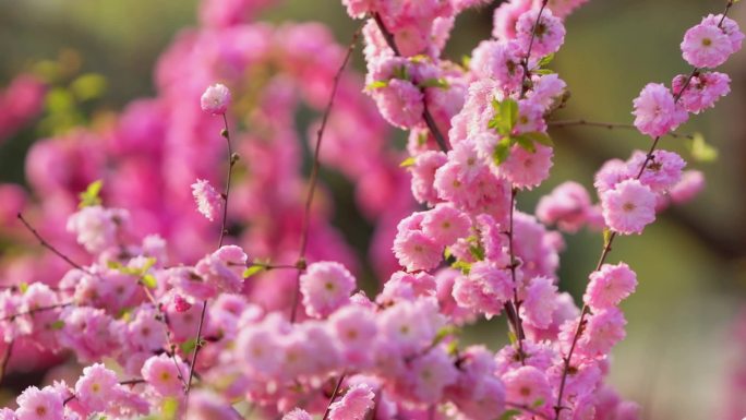 春天 春暖花开 花瓣 花朵 花  唯美