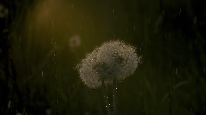 蒲公英在夏雨中伴着阳光。有创造力。雨中的蓬松蒲公英。美丽的圆形蒲公英与雨滴在夏天的一天。