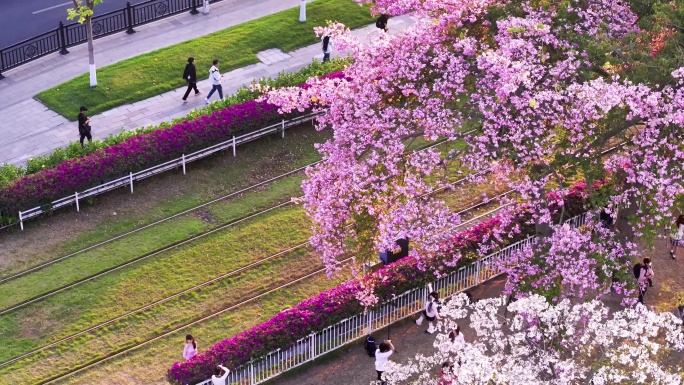 广州异木棉花