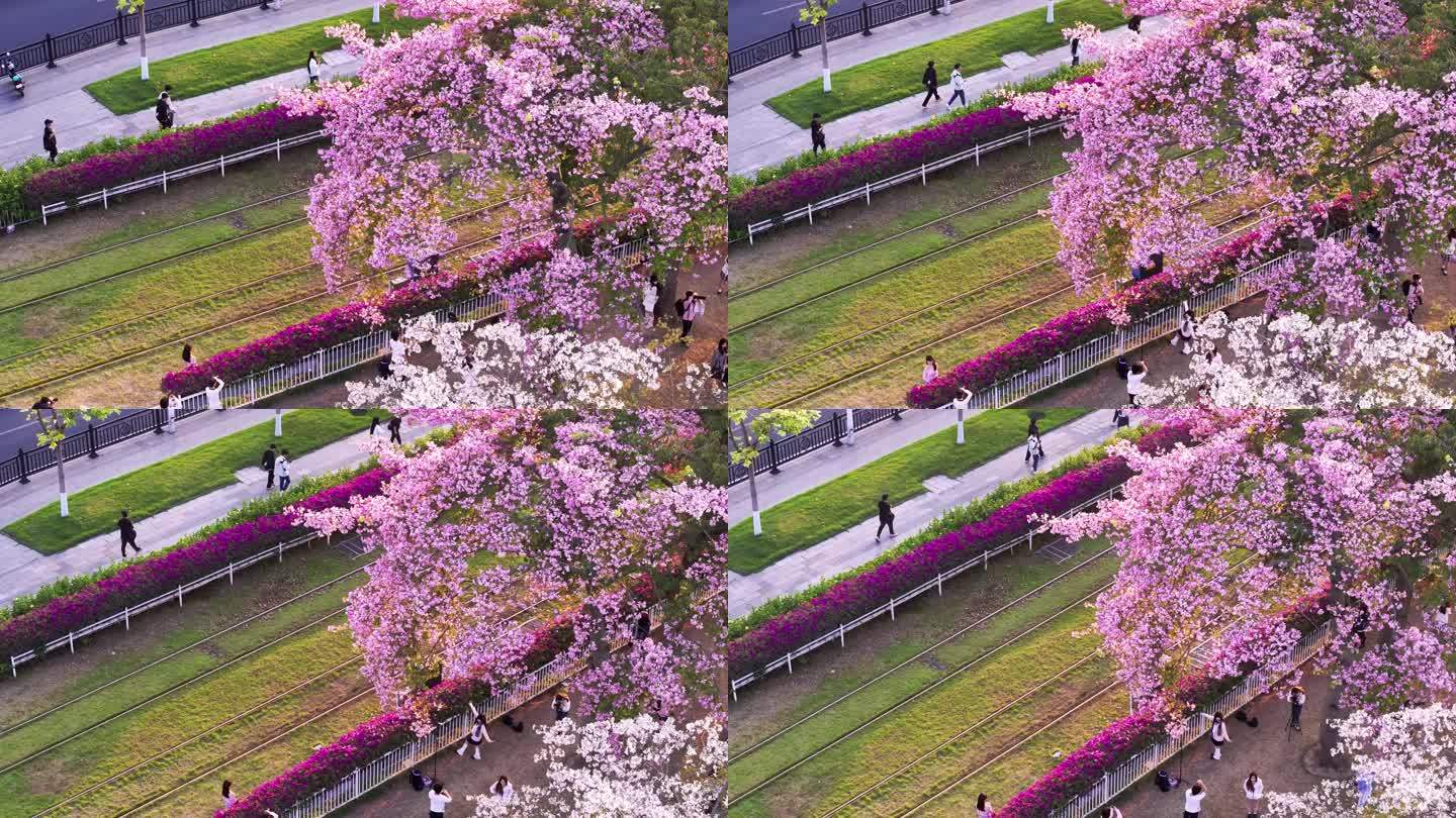 广州异木棉花