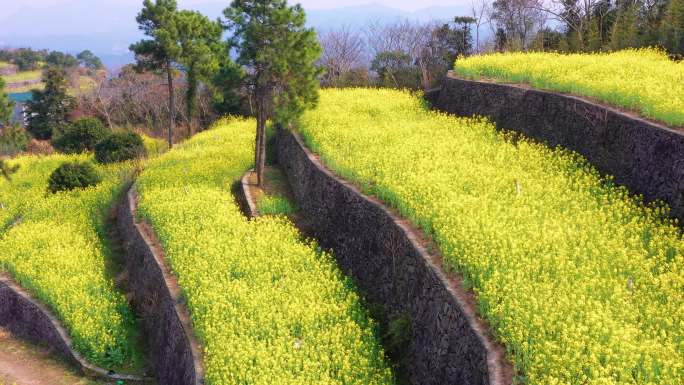 温岭市藤岭头，梯田油菜花，航拍