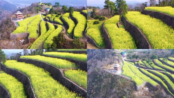 温岭市藤岭头，梯田油菜花，航拍